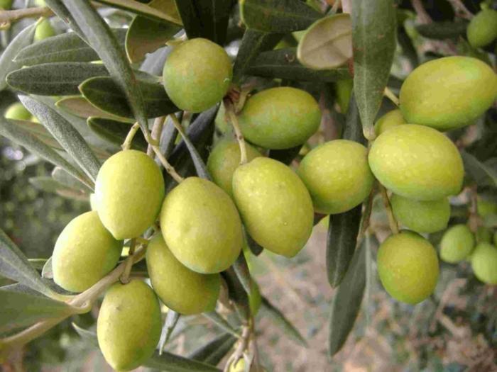 Tenuta Sidore Cursi Luaran gambar